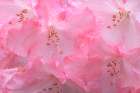 USA, Washington State, Seabeck. Pink rhododendron flower close-up. Art Print